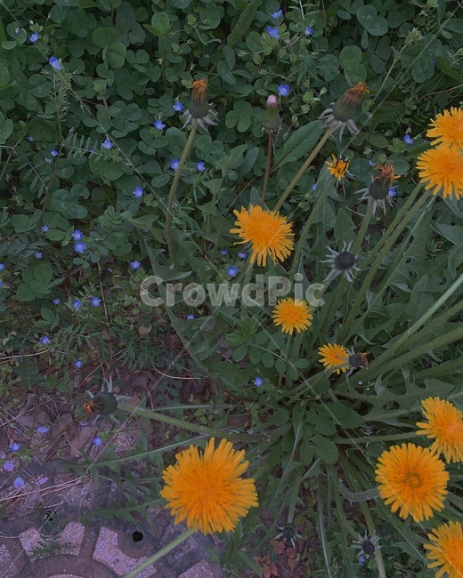 flower,spring,꽃,봄,식물,감성