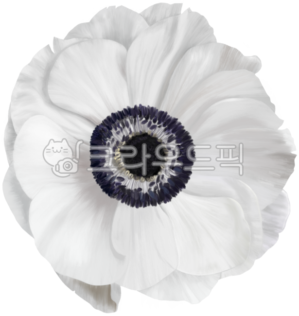 꽃,식물,일러스트,꽃일러스트,자연,그림,잎,꽃잎,디자인,오브젝트,일러스트레이션,그래픽,디자인소스,flower,아네모네,하얀색아네모네,아네모네꽃잎