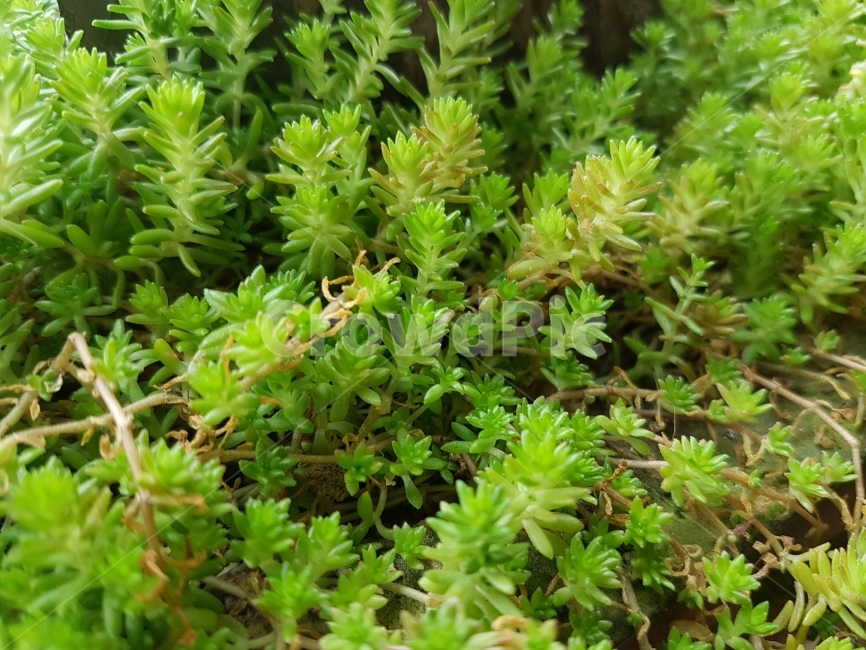 다육이,화분,식물,초록색,흙,식물,자연,plants,nature