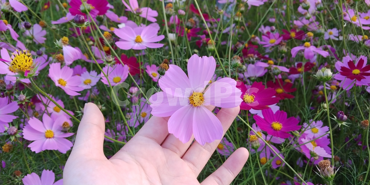 코스모스,가을,가을꽃,분홍꽃,자연,풍경