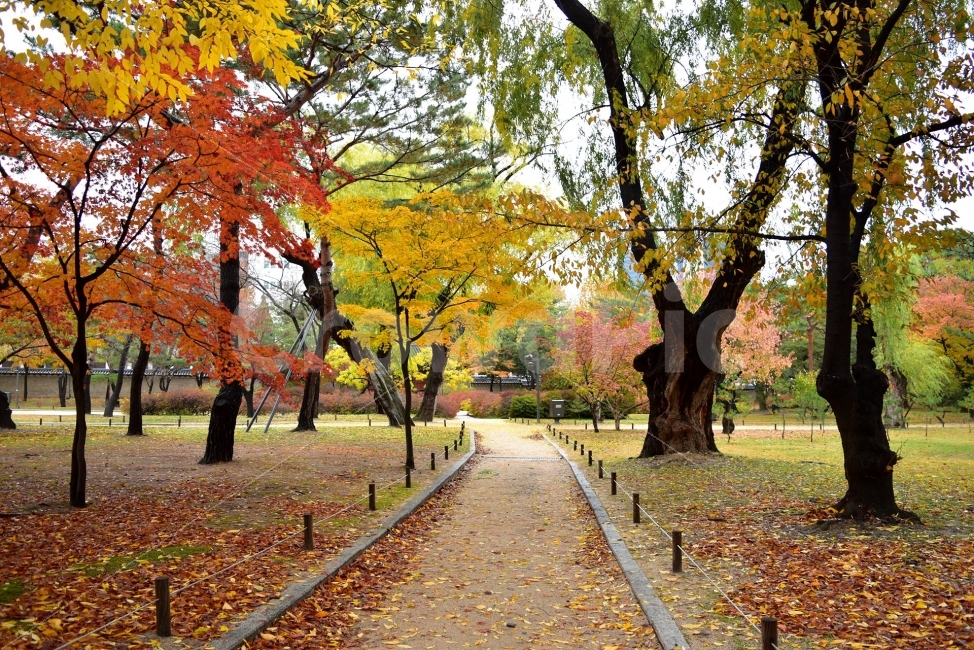 창경궁,가을,단풍,풍경,고궁,서울,낙엽,도심지,명소,자연,비경,단풍나무,춘당지,가을색,가을색채,오색,자연,풍경,nature,landscape,가을,계절,fall,autumn,season,랜드마크,landmark,tourist attraction,한국전통,한국문화,korean traditional,korean culture,plant,식물,tree,나무,tree trunk,나무 줄기,leaf,잎