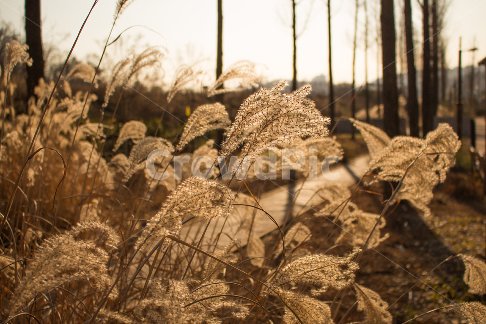 서울,구로구,항동철길,구로구항동철길,철길,갈대,문구,가을,계절,fall,autumn,season,자연,풍경,nature,landscape,grass,잔디,plant,식물,lawn,reed