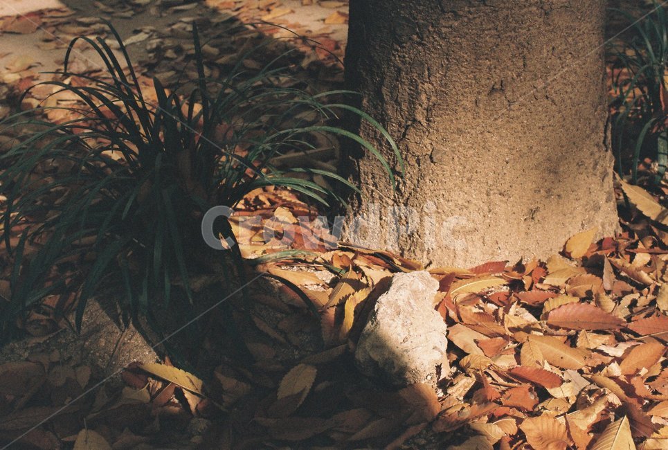 자연,나무,그림자,필름,낙엽,햇빛,감성,무드,mood,따뜻함,nature,tree,plant,식물,풀,film,가을,계절,fall,autumn,season