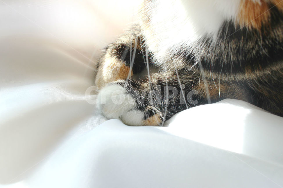 감성사진,고양이,반려동물,동물,감성,cat,반려묘,성묘,냥,animals,솜방망이,수염,동물,animal,포유류,mammal,고양이,cat,kitten,kitty