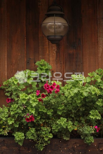 wall background,lamp,flower,background,plant,wooden wall,wood,wall