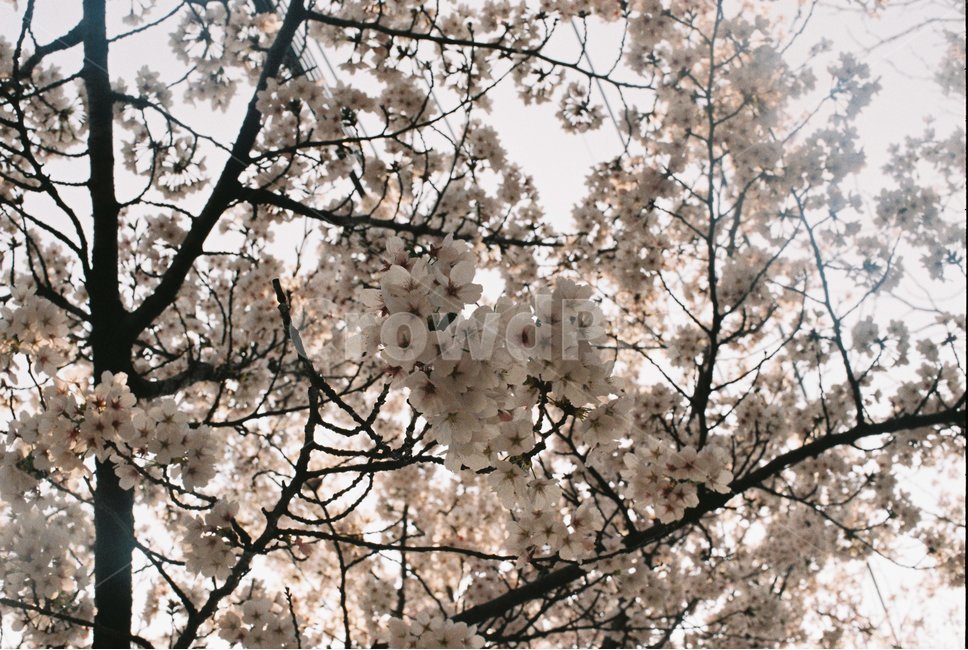 봄,벚꽃,나무,하늘,꽃구경,필름,필름카메라,film,filmphotography,식물,자연,plants,nature,꽃,flower