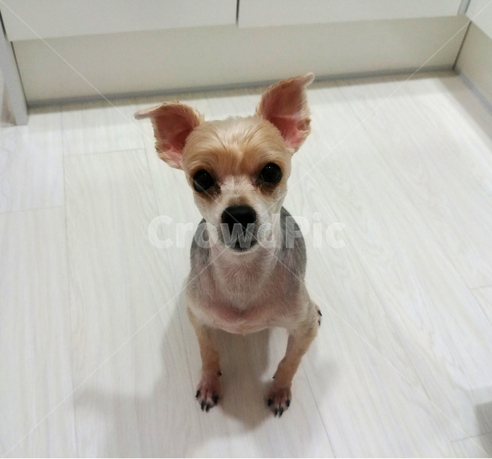 애견,개,강아지,도그,dog,초롱초롱,동물