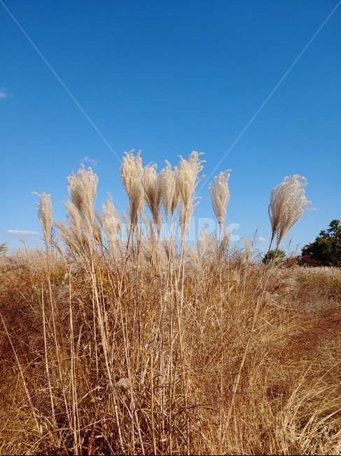 갈대,가을,autumn,reed,하늘,푸른하늘,식물,plant,grass,nature,옥외,공원,outdoors,푸른하늘,가을,계절,fall,autumn,season,잔디,lawn