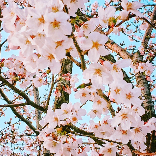 봄,벚꽃,벚꽃나무,꽃잎,핑크색