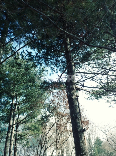 나무,가지,식물,자연,초록,하늘,피톤치드,식물,자연,plants,nature,나무,trees,wood