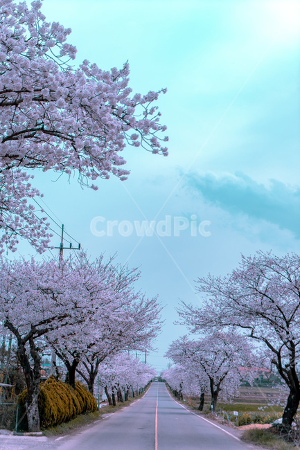 개나리,벚꽃,꽃나무,정자,하늘,flower,sky,spring,봄,풍경,landscape,봄,계절,spring,season,자연,풍경,nature,landscape,한국자연풍경,한국자연경관,korea nature landscape,plant,식물,blossom,꽃,cherry blossom