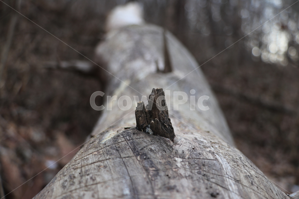고목,나무,겨울,산,tree,식물,자연,plants,nature,나무,trees,wood
