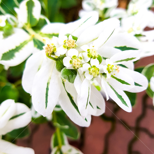 야광초,설악초,월광초,하얀,미국,독성,식물,자연,plants,nature,꽃,flower