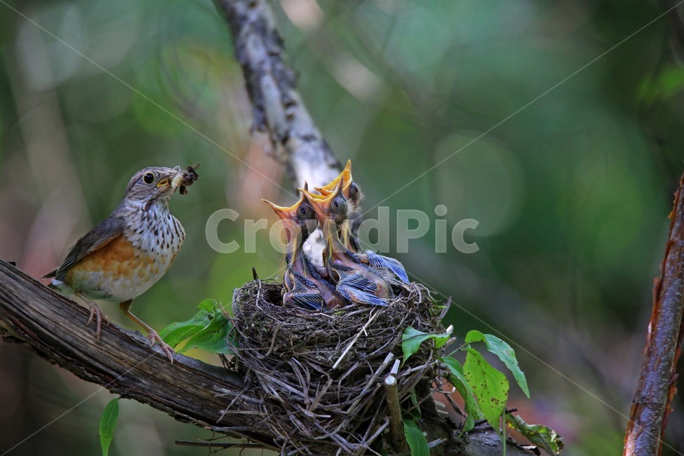 조류,감성,모정,가족,사랑,동물,animal,조류,새,birds