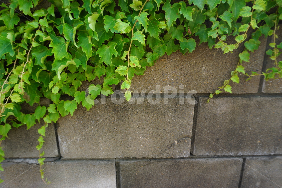 plant,자연,담쟁이,nature,초록색,green,식물,식물,자연,plants,nature