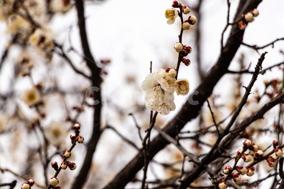 매화,매화꽃,매실꽃,백매화,흰매화,봄,계절,spring,season,식물,자연,plants,nature,꽃,flower,plant