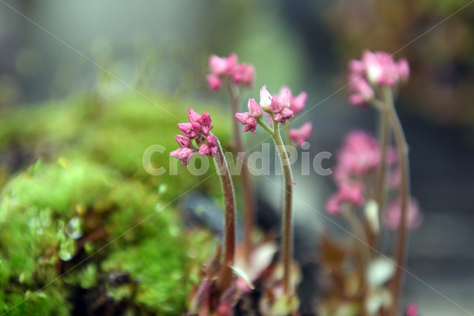 식물,꽃,감성사진,자연,flower,꽃사진,봄,봄꽃,계절,빗방울,비,감성,4월,spring,힐링,자연풍경,풍경,봄,계절,spring,season,식물,자연,plants,nature,꽃,flower,plant