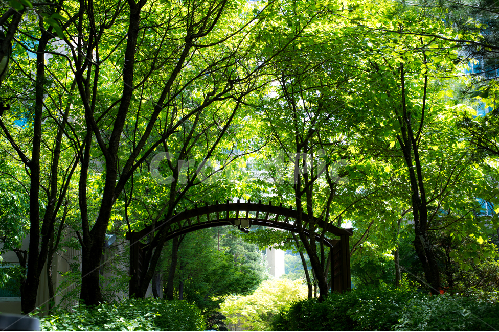 숲,나무,문,희망,초록,봄,삶,역전,비밀,자연,풍경,nature,landscape,휴식,힐링,rest,relaxation,healing,arbour,정자,garden,정원,outdoors,옥외