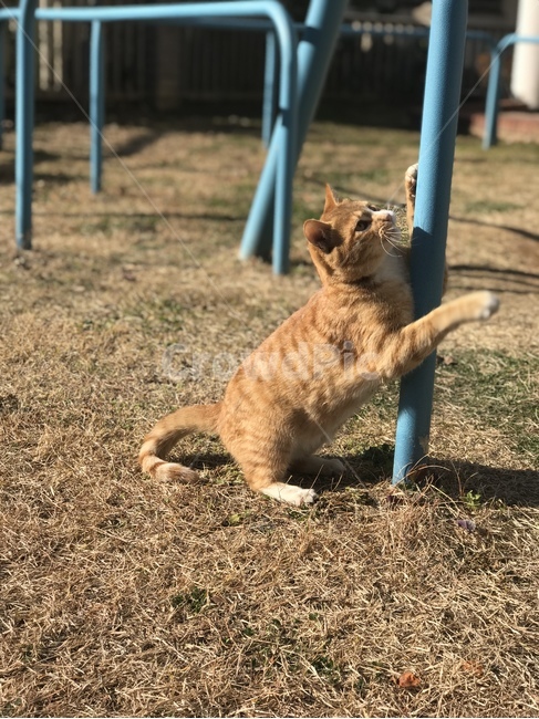 고양이,동물,길고양이,코리안숏헤어,코숏,냐옹이,straycat,koreanshorthair,kitty,street,stretch,치즈태비,치즈고양이,치즈태비고양이,animal