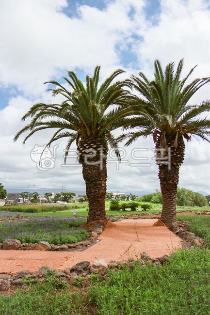 palmtree, 야자수, 나무, tree, jeju, 사진,이미지,일러스트,캘리그라피 - tjdtn18작가