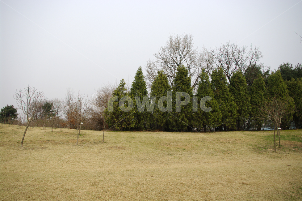 공원,나무,식물,plant,자연,nature,자연,풍경,nature,landscape,tree,fir,전나무,grass,잔디