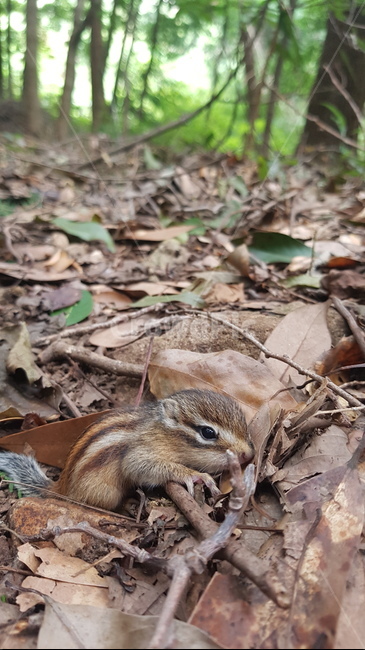 다람쥐,아기다람쥐,자연,작은동물,숲속동물,동물,animal,포유류,mammal