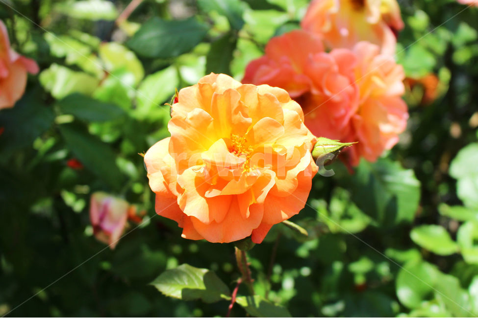 감성사진,자연,꽃,장미,색감,보정,flower,sky,summer,nature,식물,자연,plants,nature,꽃,flower,색깔,색상,색채,색감,color sense,color sensitivity,feeling of color