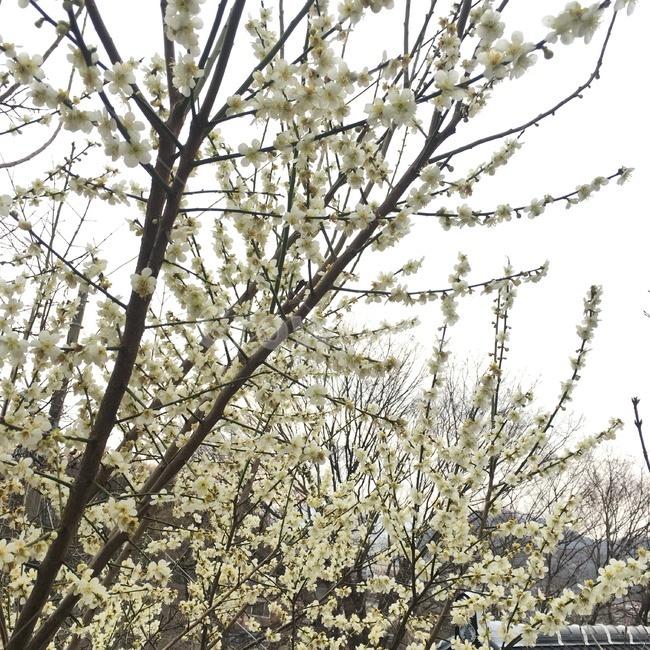 자연,봄,꽃,식물,나무,tree,flower,blossm,벛꽃