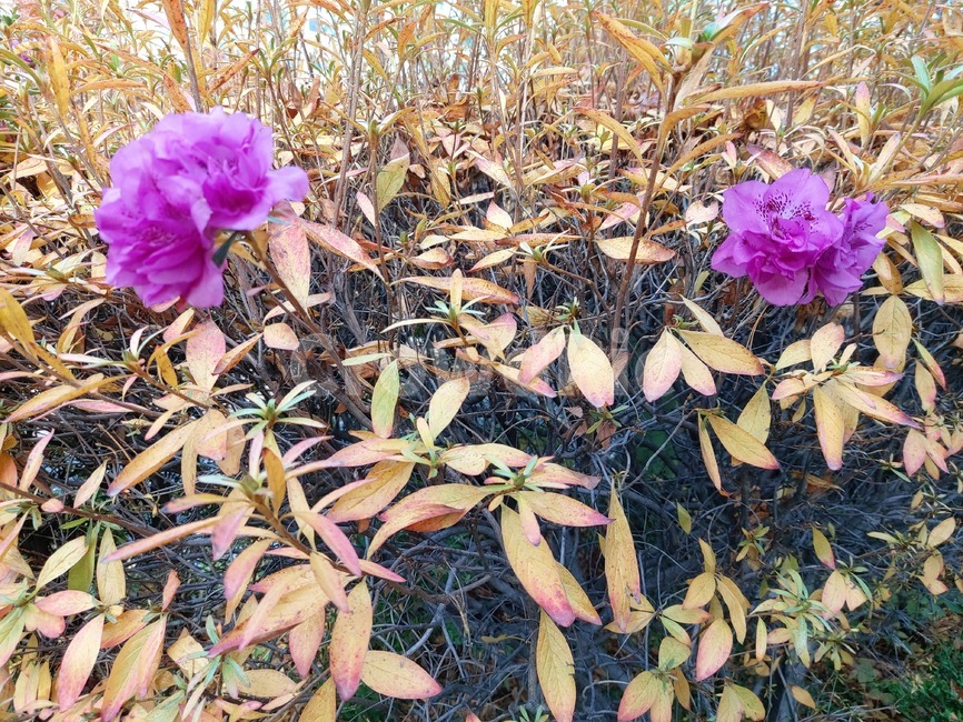 plant,식물,철쭉,blossom,geranium,flower,꽃,가을