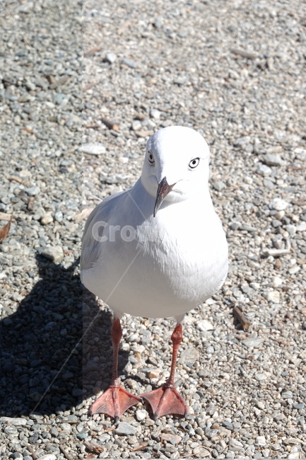 갈매기,seagull,새,bird,동물,animal,beak,부리