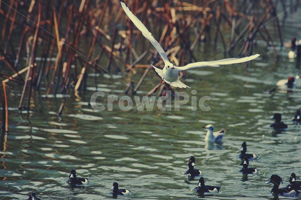 갈매기,비행,비상,flight,seagull,새,bird,오리,duck,호수,lake,갈대,동물,animal,조류,새,birds,감성,sensible,feeling