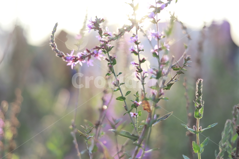 plant,식물,노을,보케,가을꽃,가을분위기,보라색꽃,purple,라벤더색,식물,자연,plants,nature,꽃,flower,휴식,힐링,rest,relaxation,healing