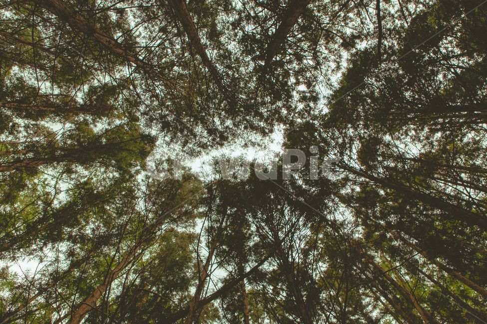 나무,tree,숲속,숲,녹색,자연,자연,풍경,nature,landscape,식물,plants,나무,trees,wood,휴식,힐링,rest,relaxation,healing,plant