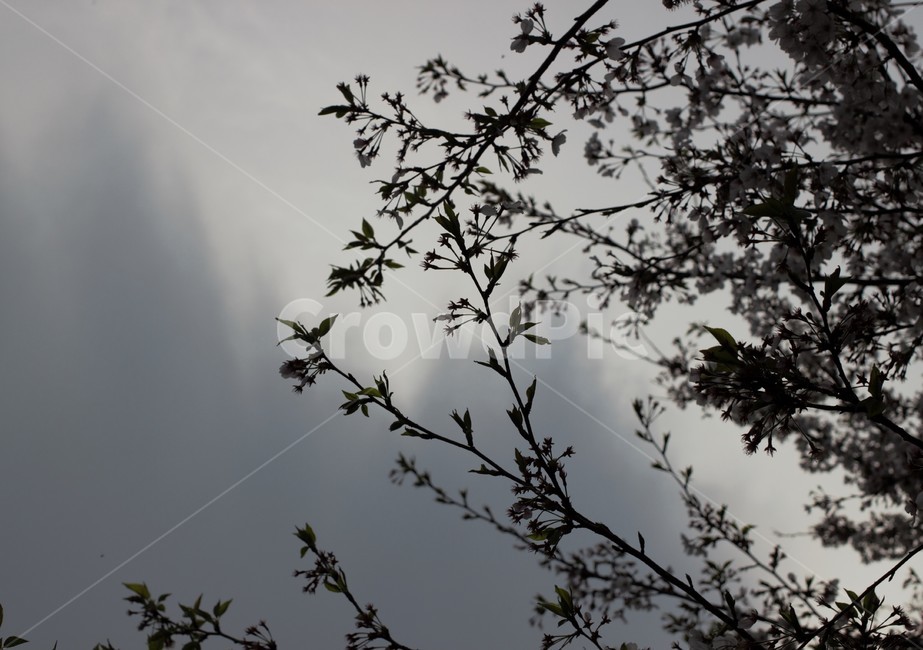 하늘,나무,자연,sky,fall,tree,nature,weather,자연,풍경,nature,landscape,날씨