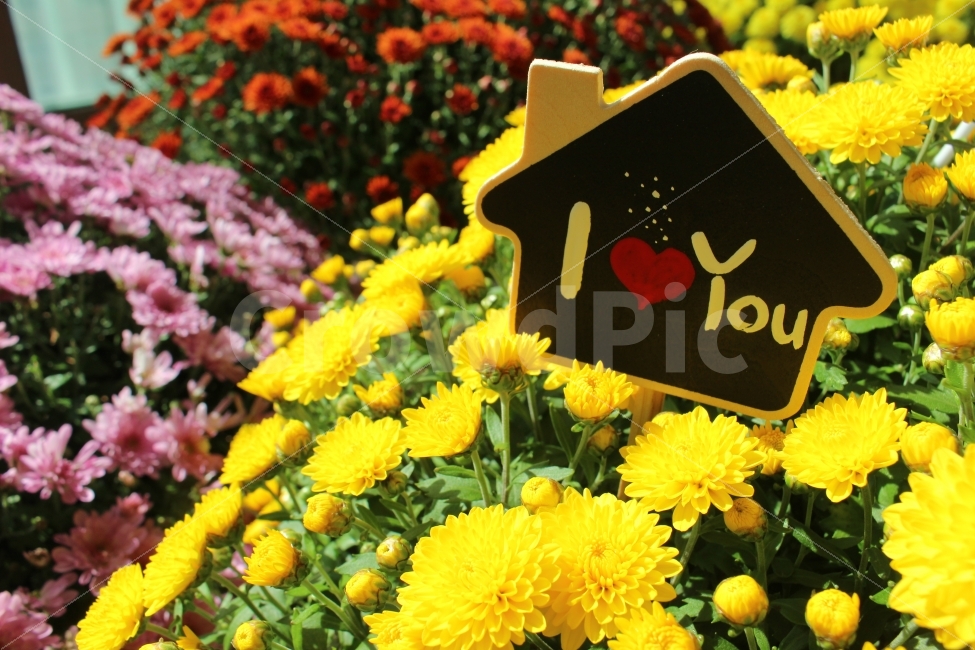 가을,꽃,국화,순수,메세지,사랑,하트,마음,기분,식물,자연,plants,nature,꽃,flower,기념일,축하,anniversary,congratulation,celebrate,celebration