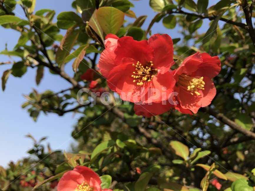 명자나무꽃,빨간꽃,꽃,봄,봄바람,열매,나무,햇살,초여름,자연,들판,접사,식물,자연,plants,nature,꽃,flower