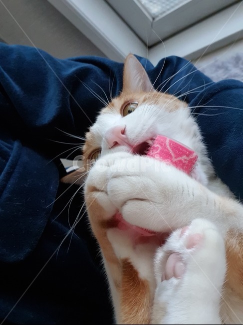 애완동물,고양이,동물,pet,cat,동물,animal,포유류,mammal,고양이,cat,kitten,kitty