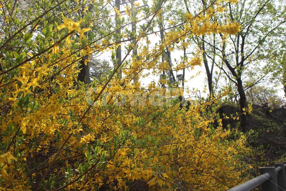 자연,식물,풍경,꽃,봄풍경,아름다움,식물,자연,plants,nature,꽃,flower