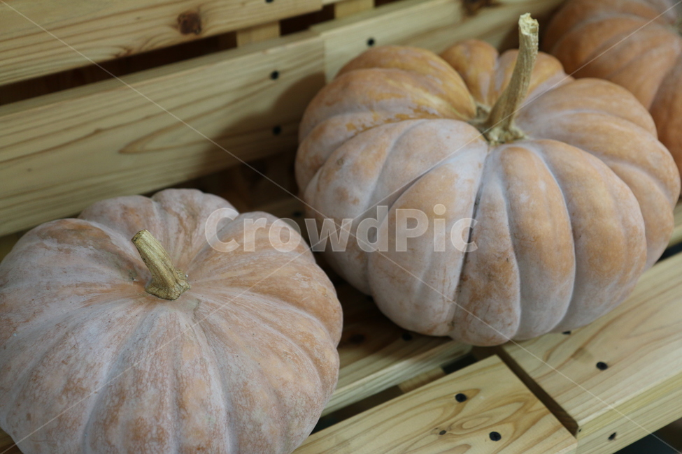식물,농촌,자연,지방,가을,감성,plant,ruralarea,nature,area,autumn,sensibility,호박,pumpkin,food,음식,vegetable,야채,음식,식재료,요리,food,cook,meal,dishes,food reserves