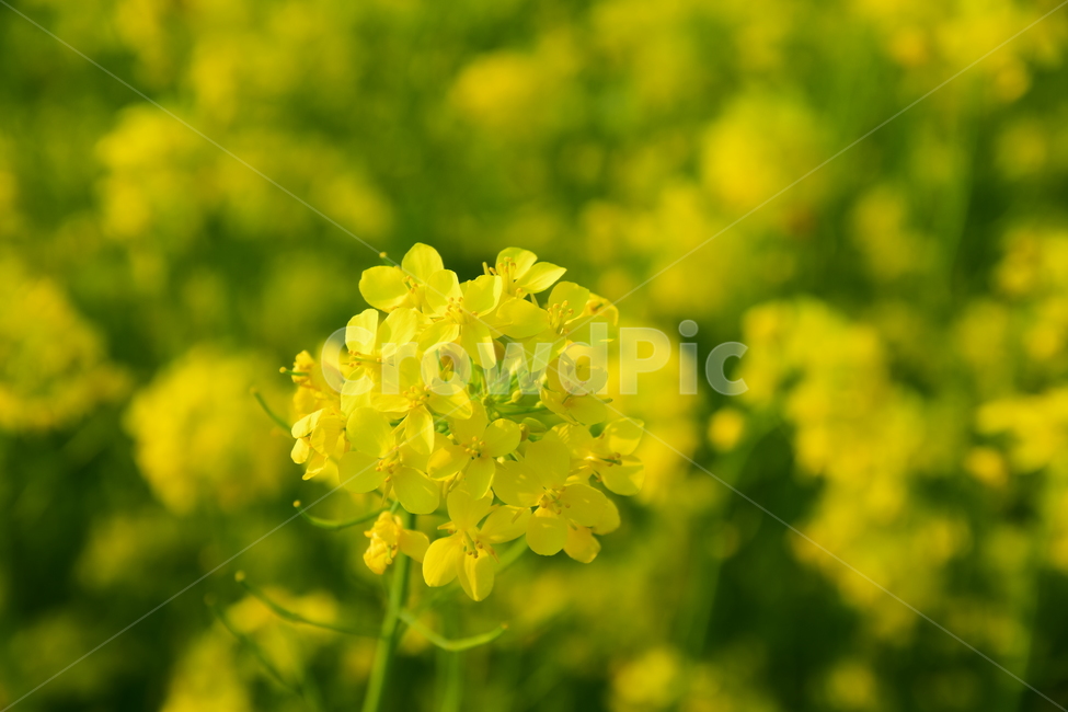 유채,유채꽃,노란꽃,꽃,플라워,flower,yellowflower