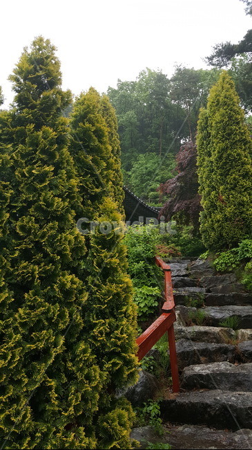 나무,계단,정원,가을,tree,stair,garden,fall