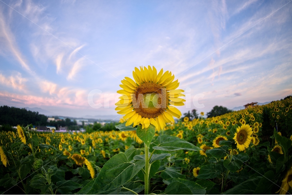 해바라기,꽃,yellow,그린,식물,자연,풍경,nature,landscape,식물,plants,꽃,flower,plant,blossom