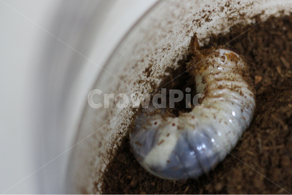 beetlelarva,장수풍뎅이,장수풍뎅이애벌레,애벌레,장수풍뎅이유충,동물,animal,곤충,벌레,insect,bug