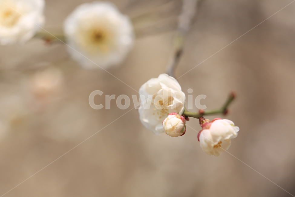 봄,꽃,흰꽃,매화,spring,flower,japaneseapricotflower,봄,계절,spring,season,식물,자연,plants,nature,꽃,flower,food,음식,sweets,과자,confectionery