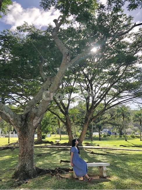 나무,tree,식물,plant,treetrunk,인간,human,사람,person,grass,잔디,햇빛,shine,여성,여자,woman,female,lady