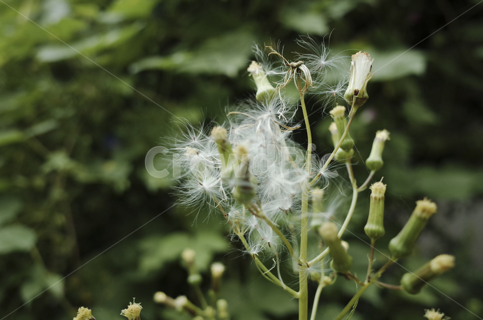 plant,식물,blossom,꽃,flower,leaf,잎,green,초록,녹색,초록색,white,흰색,하양,하얀,민들레,dandelion