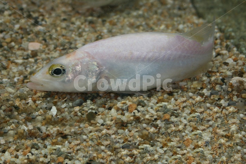 흰쏘가리,은쏘가리,알비노,돌연변이,희귀어,꺽지과,동물,animal,어류,물고기,fish