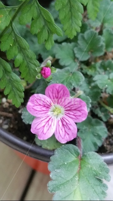 꽃,자연,계절,플라워,아름다움,색감,개화,flower,식물,자연,plants,nature,꽃,flower