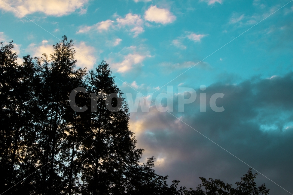 하늘,나무,감성,구름,자연,자연,풍경,nature,landscape,plant,식물,tree,fir,전나무
