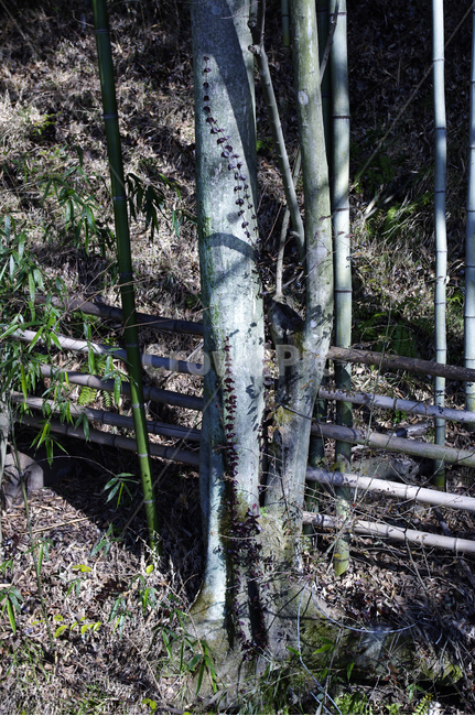나무,울타리,초록,식물,숲,식물,자연,plants,nature,나무,trees,wood